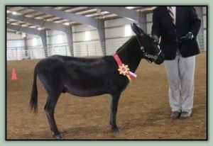 Circle C Synsation, Champion High Point Miniature In-Hand Gelding in Tennessee!